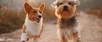 Breed & Height Restrictions